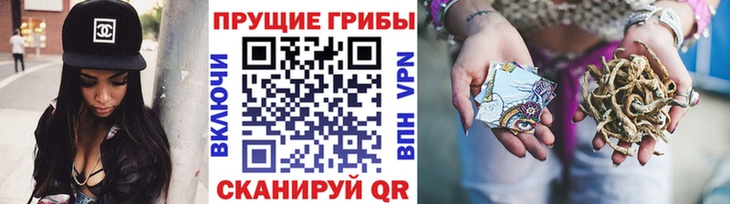 где можно купить   Кубинка  даркнет телеграм  Галлюциногенные грибы Psilocybe 